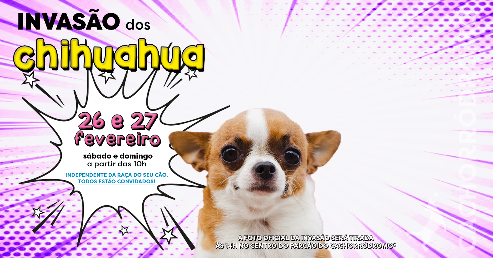 Invasão dos CHIHUAHUAS | Cachorródromo® em São Paulo - Sympla