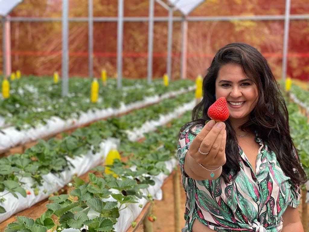 Colheita de Morangos 21/3 SÁBADO