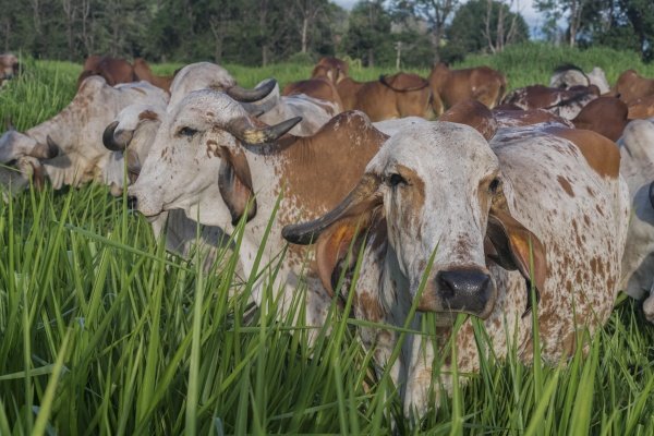 Imagem do evento Visite Pardinho 10/01/2026