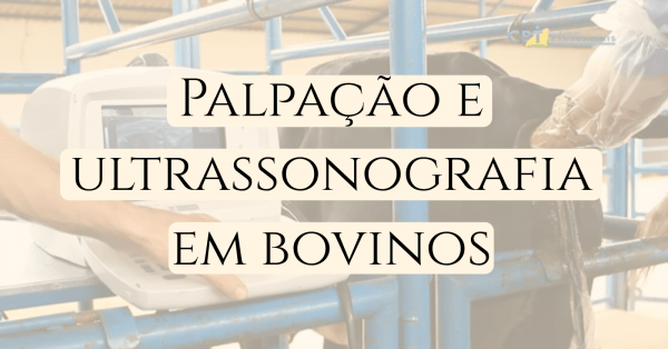 Imagem do evento Palpação e Ultrassonografia em Bovinos