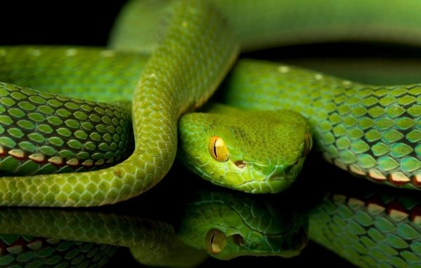 Imagem do evento Cerimônia da Serpente