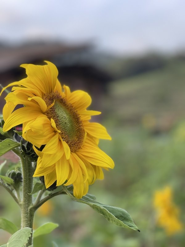 Imagem do evento Mãos na Terra: Workshop de Jardinagem e Paisagismo para Amadores