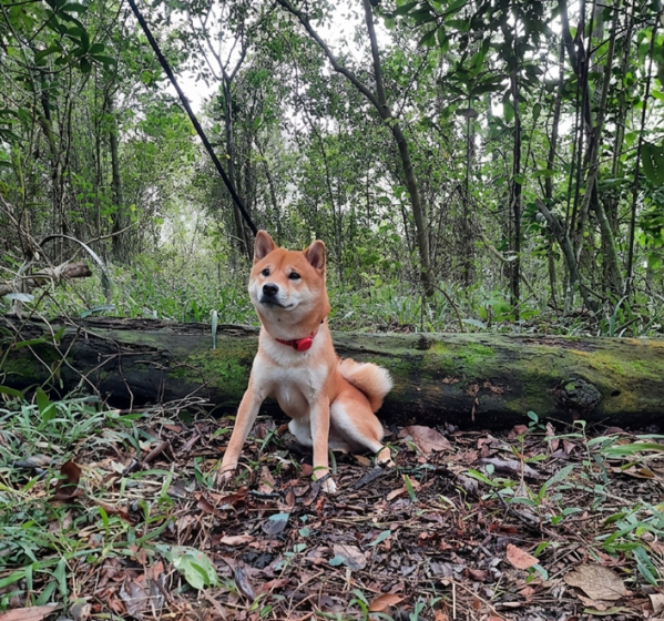 Imagem do evento Aventura Pet no Morro Santana