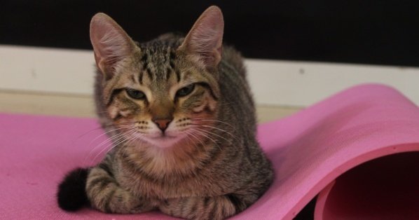 Imagem do evento Catyoga no Gato Café Copacabana