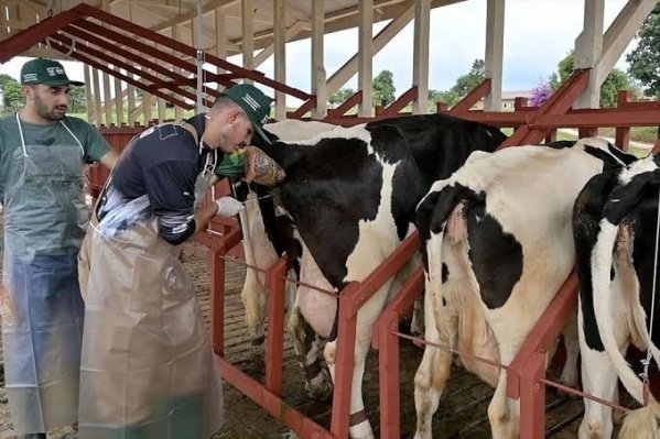 Imagem do evento Curso de Inseminação Artificial em Bovinos