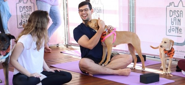 Imagem do evento DOG YOGA COBASI POR DESABANDONE